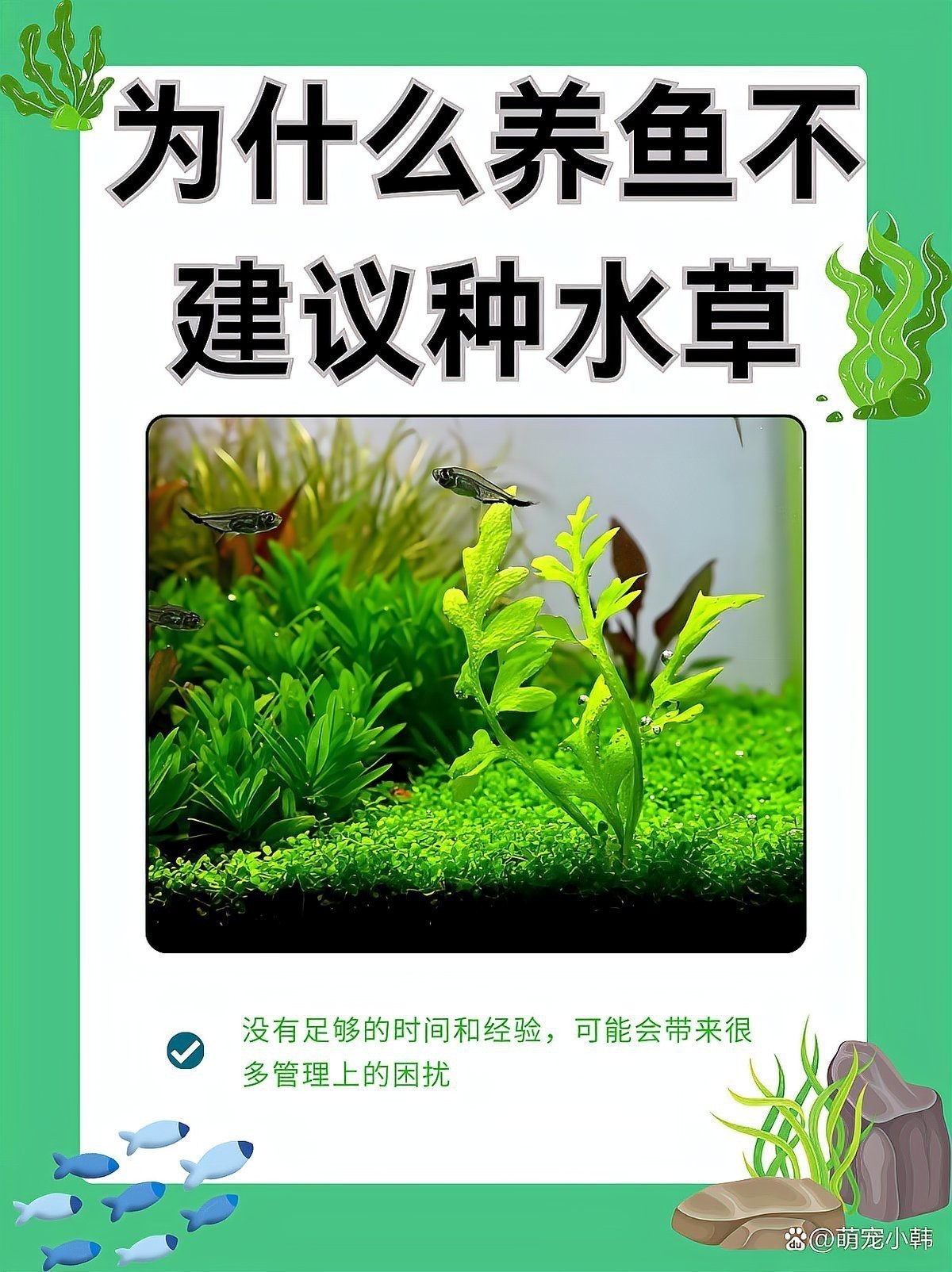 金龍魚缸里為什么不養水草