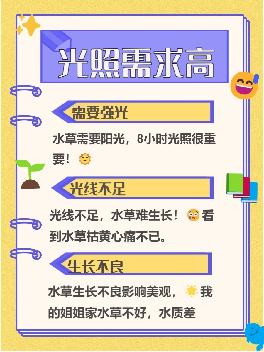 金龍魚缸里為什么不養水草