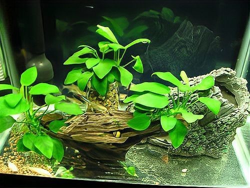 金龍魚缸里為什么不養水草