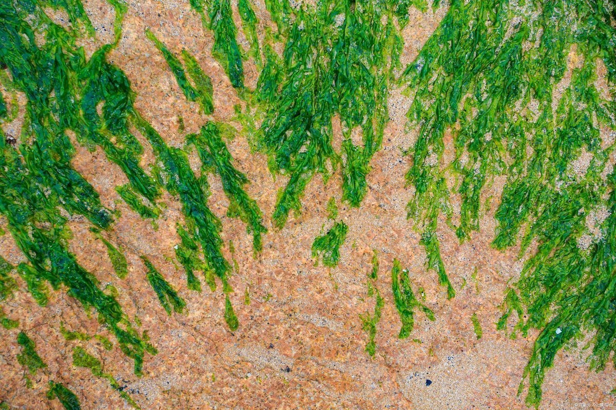 金龍魚缸里為什么不養水草