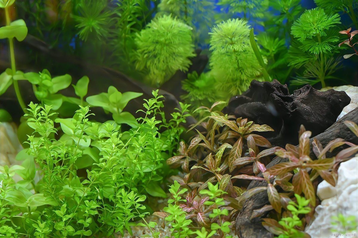 金龍魚缸里為什么不養水草