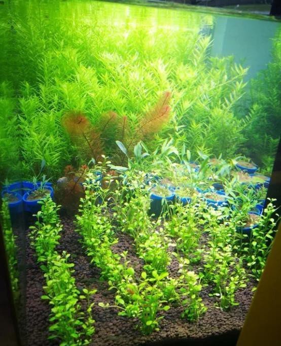 金龍魚缸里為什么不養水草