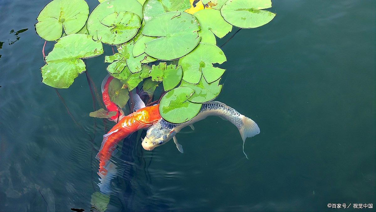金龍魚缸里為什么不養水草