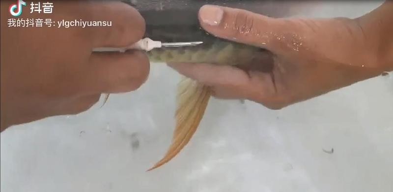 如何查詢龍魚的芯片證書？ 如何查詢龍魚的芯片證書？ 2025長城杯龍魚大賽 第2張