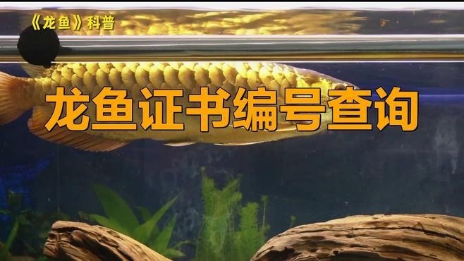 如何查詢龍魚的芯片證書？ 如何查詢龍魚的芯片證書？ 2025長城杯龍魚大賽 第1張