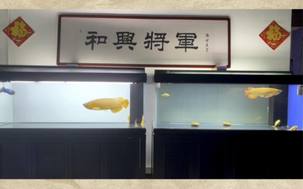 龍魚(yú)換水一般用什么水？