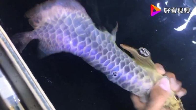 古典藍底過背金龍魚一般多少錢