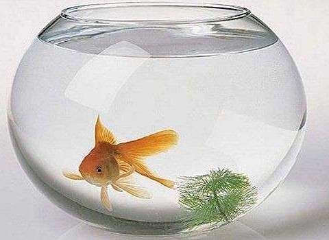金魚缸的秘密：金魚缸法則是一種管理模式，透明管理模式的優缺點