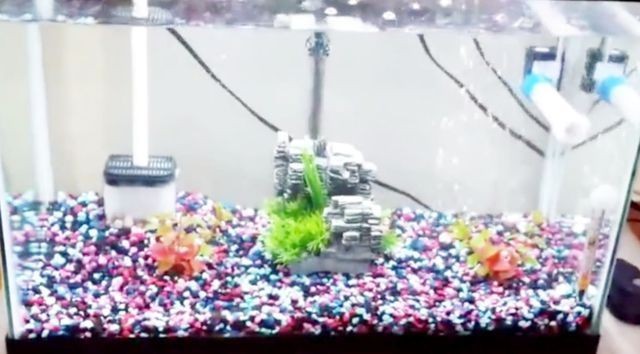 金魚缸的秘密：金魚缸法則是一種管理模式，透明管理模式的優缺點