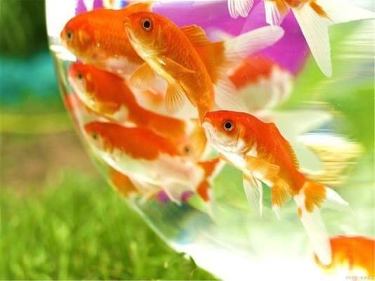 金魚缸的秘密：金魚缸法則是一種管理模式，透明管理模式的優缺點