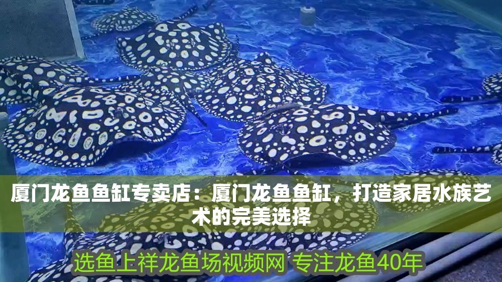 廈門龍魚魚缸專賣店：廈門龍魚魚缸，打造家居水族藝術的完美選擇