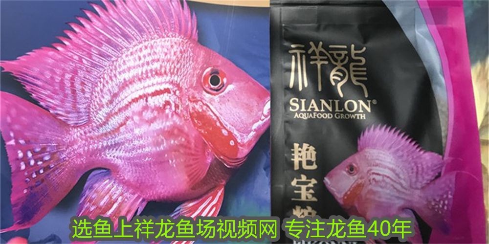 廈門龍魚魚缸專賣店：廈門龍魚魚缸，打造家居水族藝術的完美選擇