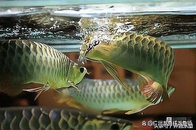 紅龍魚不愛吃東西是怎么回事？ 紅龍魚不愛吃東西是怎么回事？ 龍魚論壇 第3張