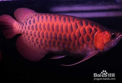 給我推薦一些紅龍魚養殖視頻 給我推薦一些紅龍魚養殖視頻 2025長城杯龍魚大賽 第4張