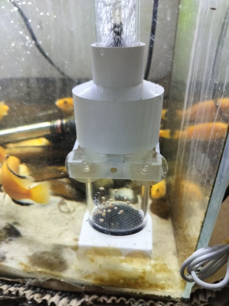 藍(lán)底龍魚(yú)用什么顏色的燈光好 藍(lán)底龍魚(yú)用什么顏色的燈光好 龍魚(yú)百科 第5張