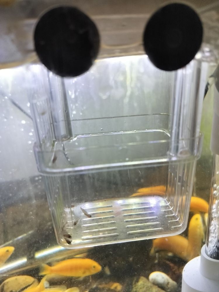 藍(lán)底龍魚(yú)用什么顏色的燈光好 藍(lán)底龍魚(yú)用什么顏色的燈光好 龍魚(yú)百科 第3張
