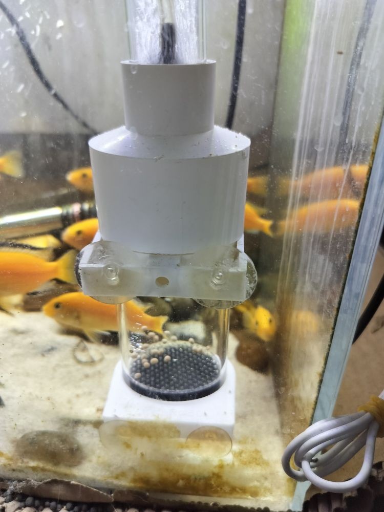 藍(lán)底龍魚(yú)用什么顏色的燈光好 藍(lán)底龍魚(yú)用什么顏色的燈光好 龍魚(yú)百科 第6張