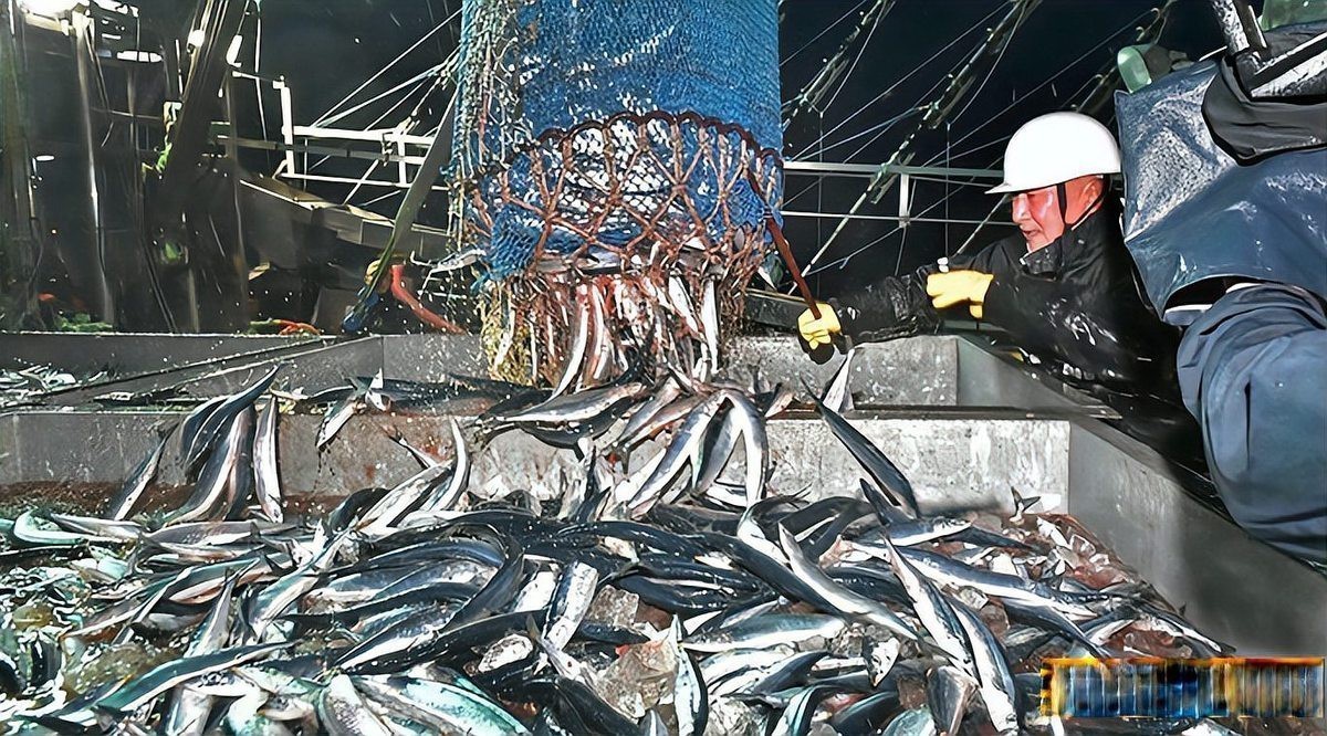 秋刀魚(yú)為何被國(guó)家禁賣(mài)