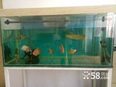 桓臺賣魚缸的地方有哪些呢（桓臺縣內的魚缸銷售點：水族養護指南）