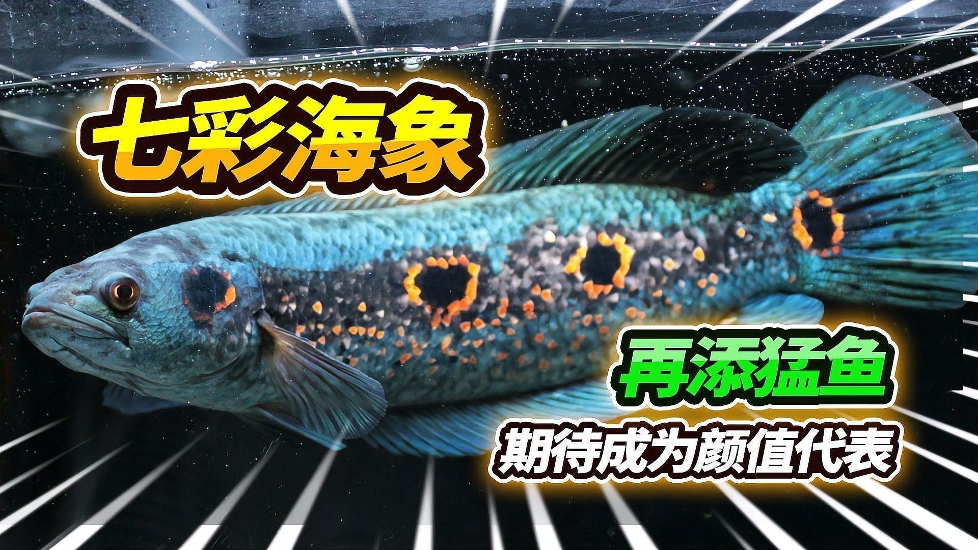 海象魚好養(yǎng)嗎 龍魚論壇 第4張 海象魚好養(yǎng)嗎 海象魚好養(yǎng)嗎 龍魚論壇 第4張
