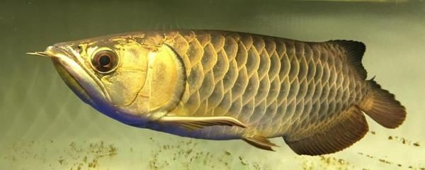 龍魚為什么掉眼（龍魚掉眼可能由多種因素導致，可能由多種因素導致）