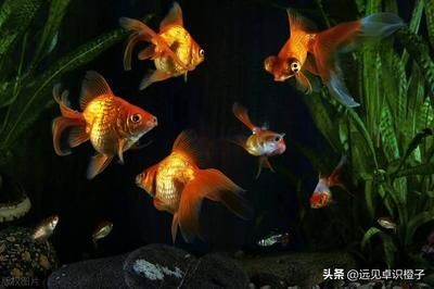 魚缸家人：魚缸家人是什么意思 魚缸家人：魚缸家人是什么意思 魚缸百科 第2張
