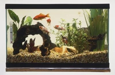 魚缸家人：魚缸家人是什么意思 魚缸家人：魚缸家人是什么意思 魚缸百科 第4張
