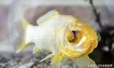 魚缸家人：魚缸家人是什么意思 魚缸家人：魚缸家人是什么意思 魚缸百科 第5張
