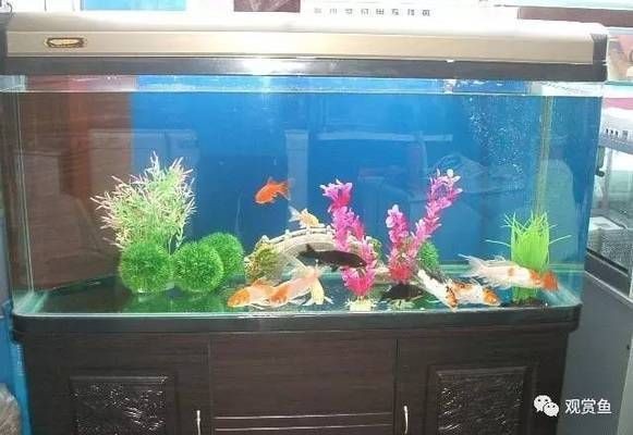魚缸的水什么樣最好養：如何維護魚缸水質