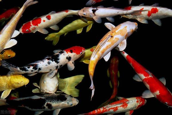 魚缸的水什么樣最好養：如何維護魚缸水質