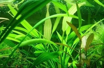 魚缸推薦水草（適合新手和經(jīng)驗(yàn)豐富的水草愛好者的魚缸水草推薦）