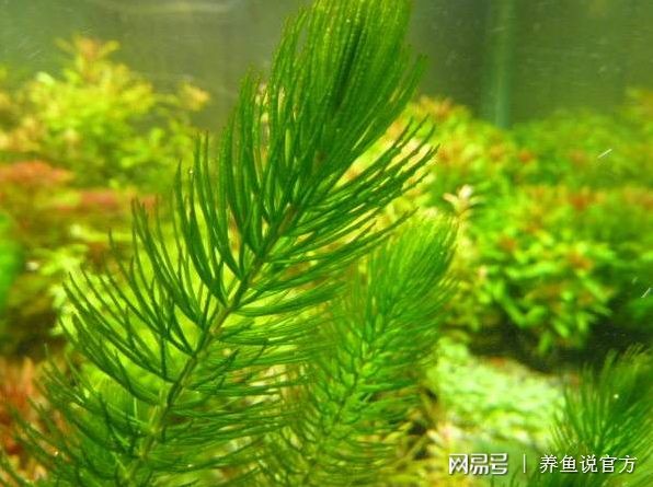 魚缸推薦水草（適合新手和經(jīng)驗(yàn)豐富的水草愛好者的魚缸水草推薦）