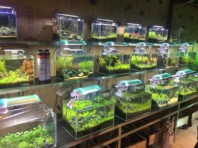 魚缸氧氣泵安裝圖解視頻（如何維護魚缸氧氣泵氧氣泵故障排查方法）