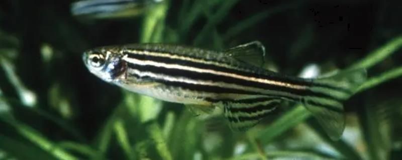 黃金斑馬魚的日常護(hù)理要點(diǎn)，斑馬魚的日常護(hù)理要點(diǎn) 黃金斑馬魚的日常護(hù)理要點(diǎn)，斑馬魚的日常護(hù)理要點(diǎn) 魚缸百科 第3張