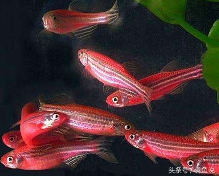 黃金斑馬魚的日常護(hù)理要點(diǎn)，斑馬魚的日常護(hù)理要點(diǎn) 黃金斑馬魚的日常護(hù)理要點(diǎn)，斑馬魚的日常護(hù)理要點(diǎn) 魚缸百科 第1張