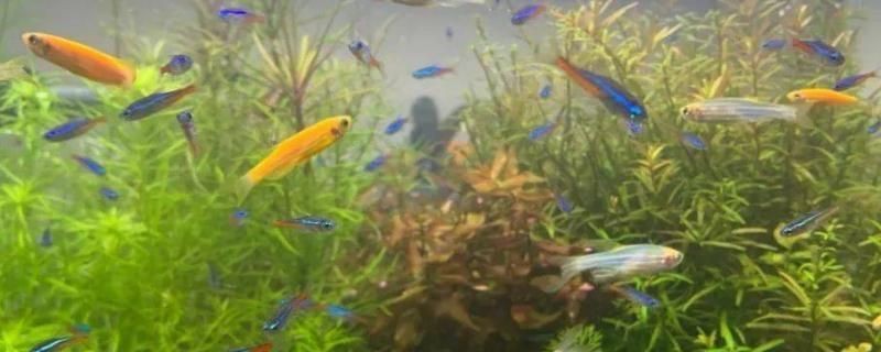 黃金斑馬魚的日常護(hù)理要點(diǎn)，斑馬魚的日常護(hù)理要點(diǎn) 黃金斑馬魚的日常護(hù)理要點(diǎn)，斑馬魚的日常護(hù)理要點(diǎn) 魚缸百科 第2張