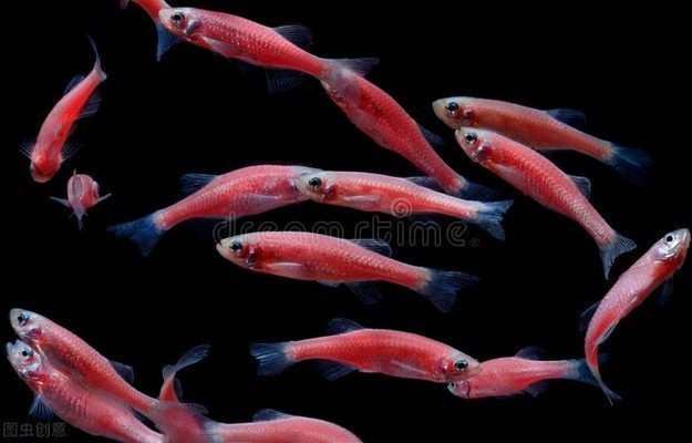 黃金斑馬魚的日常護(hù)理要點(diǎn)，斑馬魚的日常護(hù)理要點(diǎn) 黃金斑馬魚的日常護(hù)理要點(diǎn)，斑馬魚的日常護(hù)理要點(diǎn) 魚缸百科 第5張