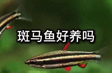 黃金斑馬魚的日常護(hù)理要點(diǎn)，斑馬魚的日常護(hù)理要點(diǎn) 黃金斑馬魚的日常護(hù)理要點(diǎn)，斑馬魚的日常護(hù)理要點(diǎn) 魚缸百科 第4張