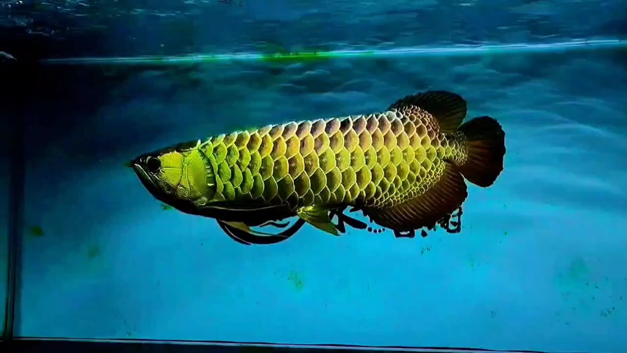 水幕金古典過背～昆侖