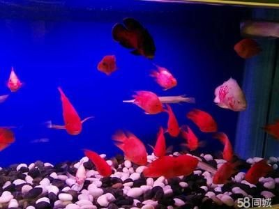 海之韻魚缸（水族箱的歷史演變）