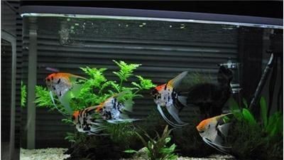 定興縣魚缸銷售點：定興縣哪里有專門賣魚缸的店鋪