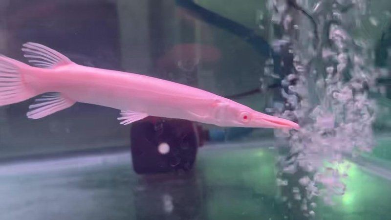 皇家火箭魚有幾種
