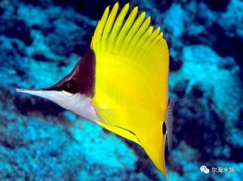 皇家火箭魚有幾種