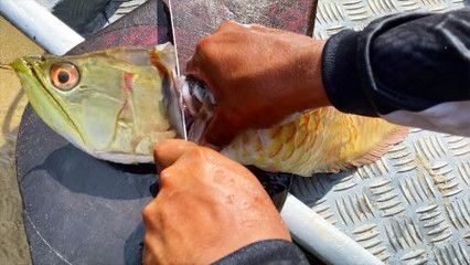 金龍魚為什么掉眼淚：金龍魚掉眼淚可能是由于以下原因以下原因以下原因