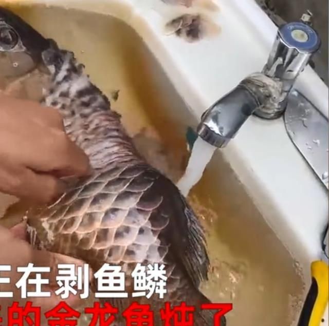 金龍魚為什么掉眼淚：金龍魚掉眼淚可能是由于以下原因以下原因以下原因