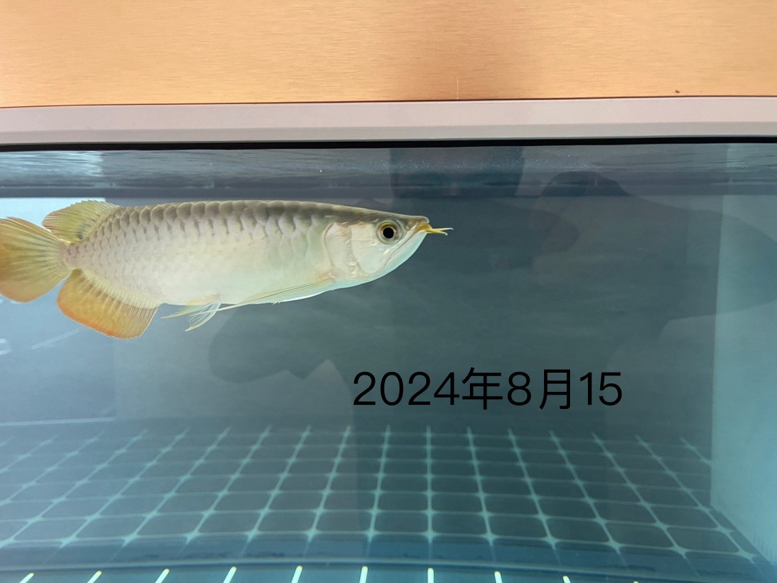 九霄剛好入住一年了2024.08.15-2025.08.14