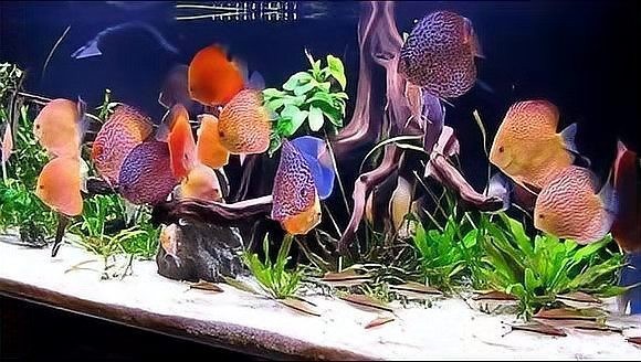 硝化細菌失敗后如何補救？