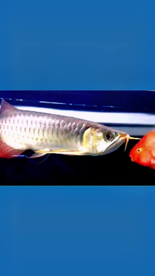 怎樣區(qū)分金龍魚和紅龍魚圖片對比