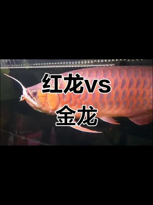 怎樣區(qū)分金龍魚和紅龍魚圖片對比