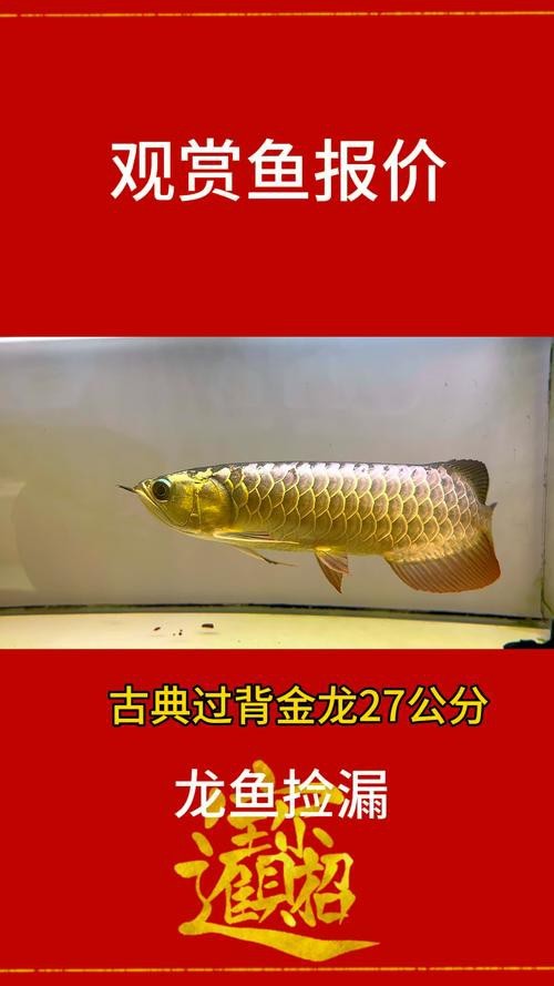 怎樣區(qū)分金龍魚和紅龍魚圖片對比